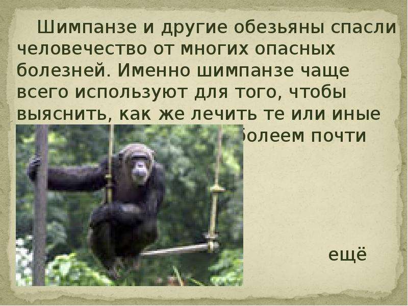 Шимпанзе и другие обезьяны