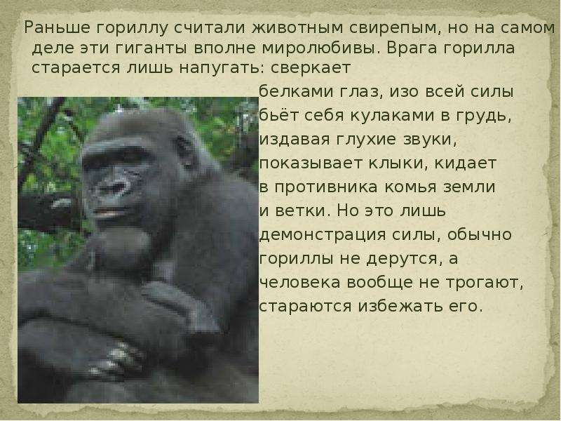 Раньше гориллу считали