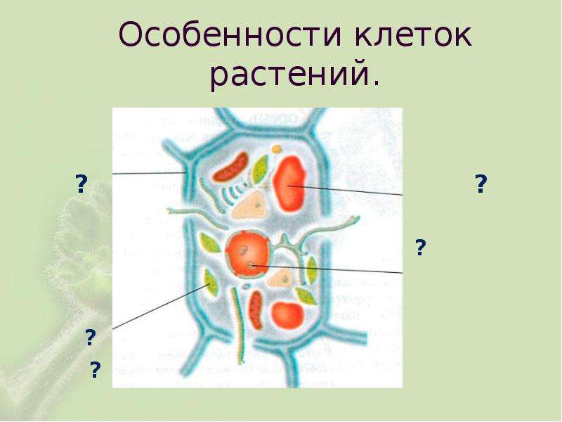 Особенности клеток растений.