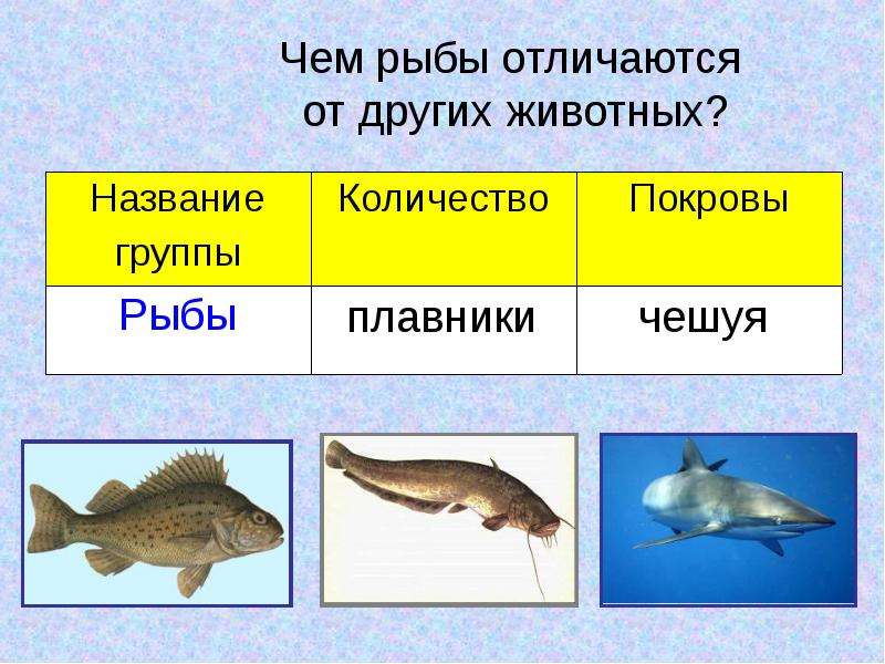 Чем рыбы отличаются от других
