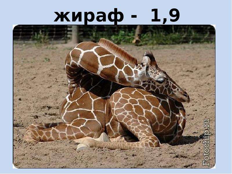 жираф - ,