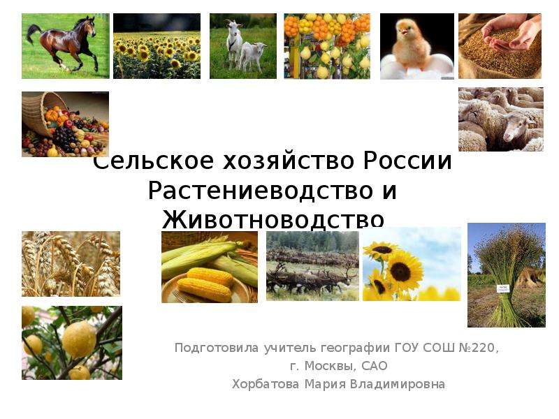 Презентация Сельское хозяйство России Растениеводство и Животноводство