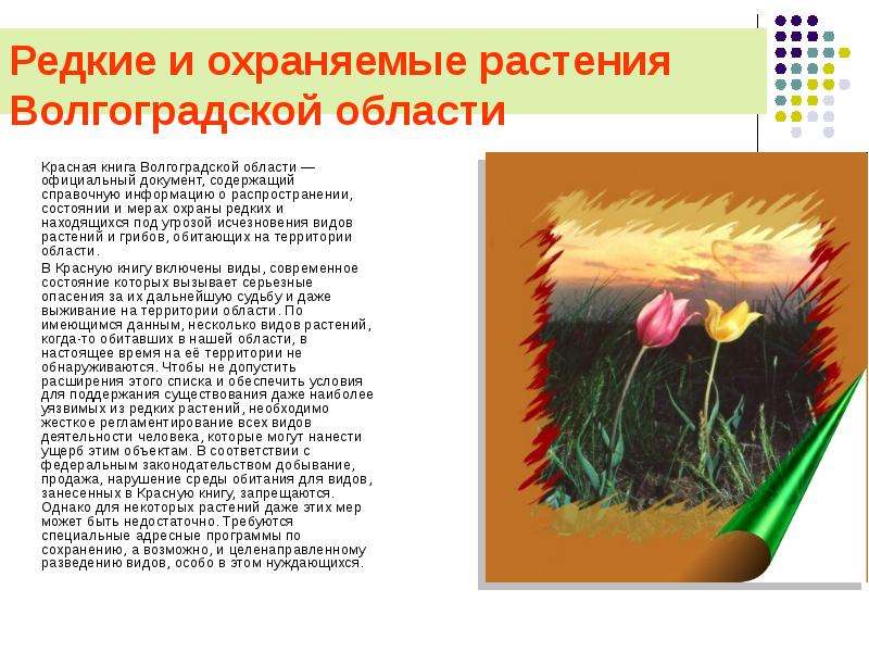 Презентация Редкие и охраняемые растения Волгоградской области