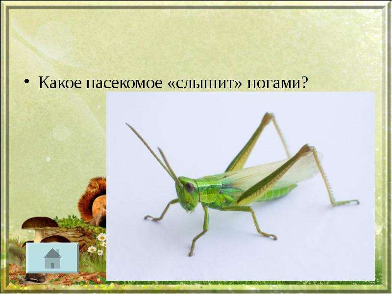 Какое насекомое слышит ногами?