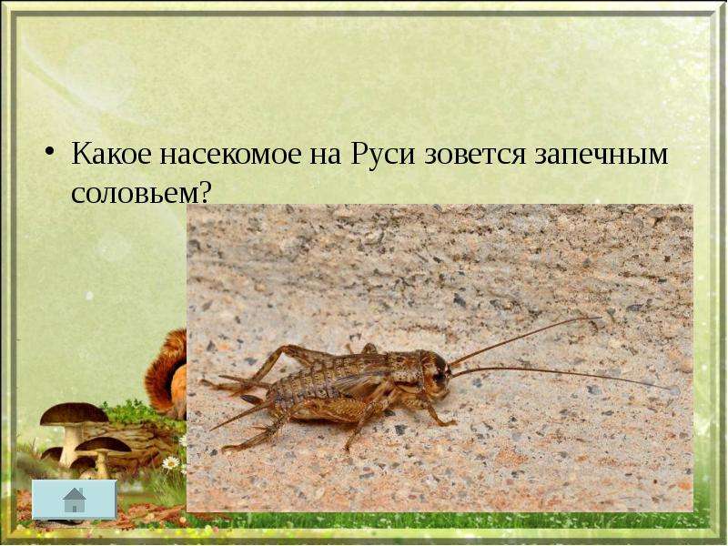Какое насекомое на Руси