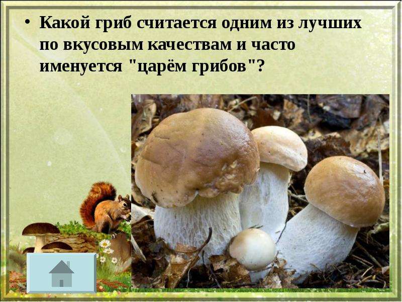 Какой гриб считается одним из