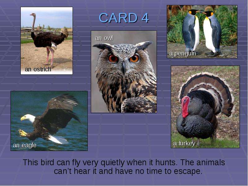 CARD This bird can fly very