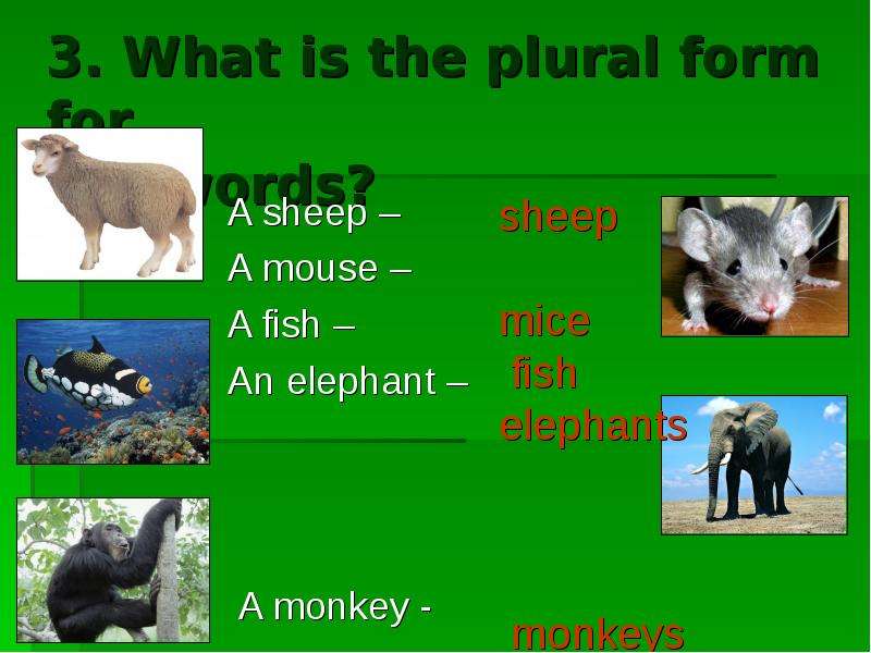 . What is the plural form for