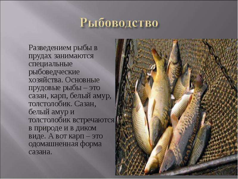 Разведением рыбы в прудах