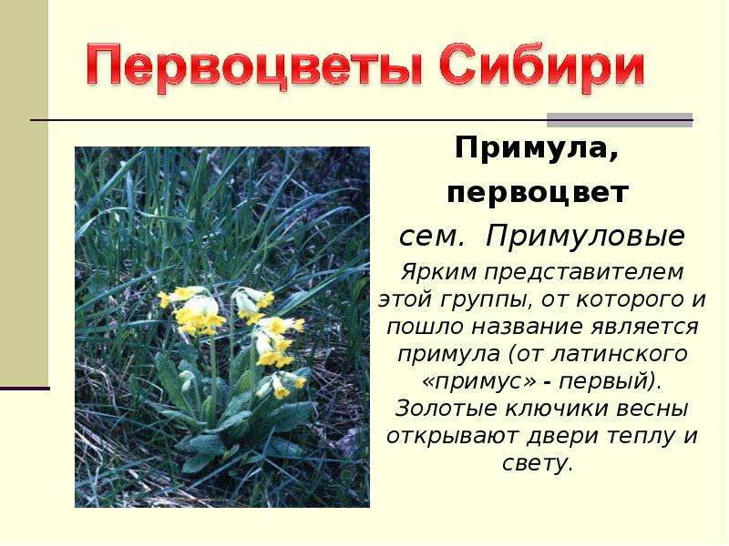 Презентация Первоцветы Сибири
