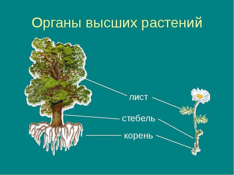 Органы высших растений