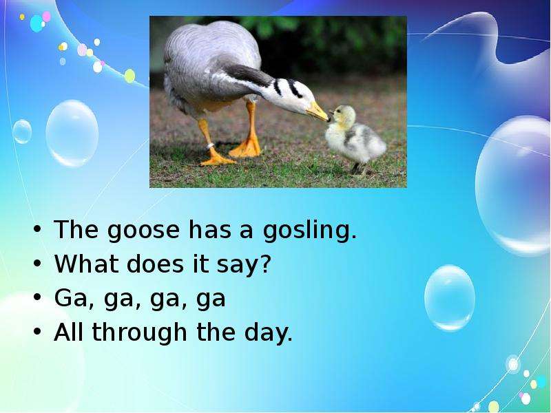 The goose has a gosling. What