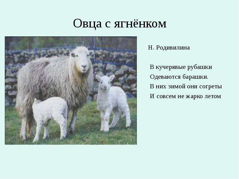 Овца с ягнёнком Н. Родивилина