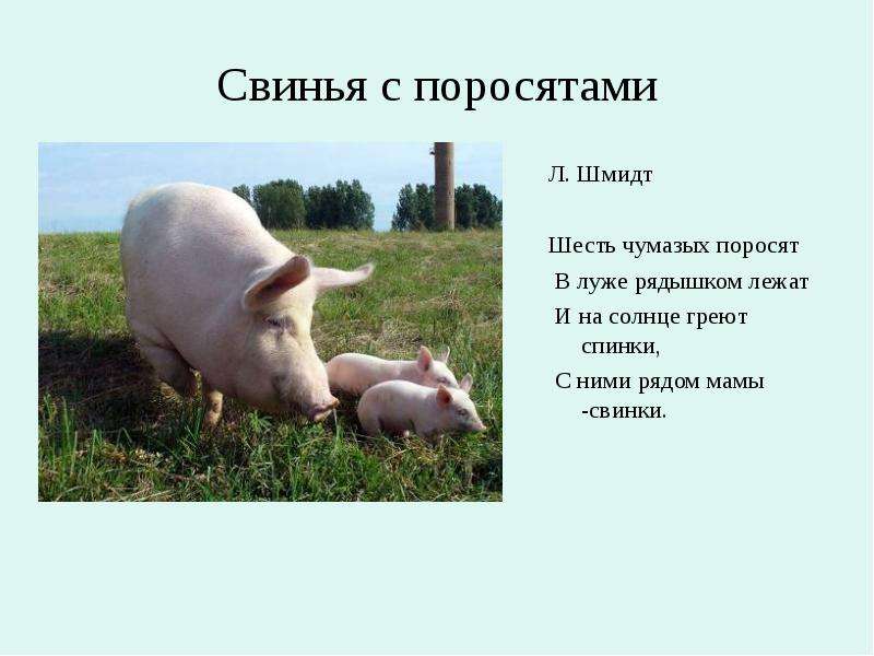 Свинья с поросятами Л. Шмидт