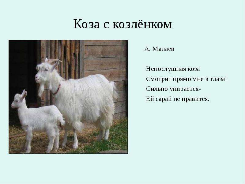 Коза с козлёнком А. Малаев