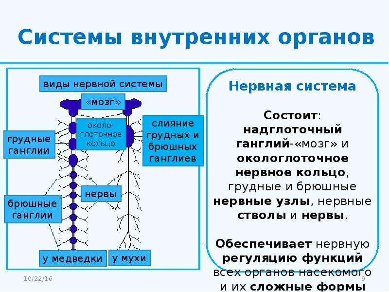 Системы внутренних органов
