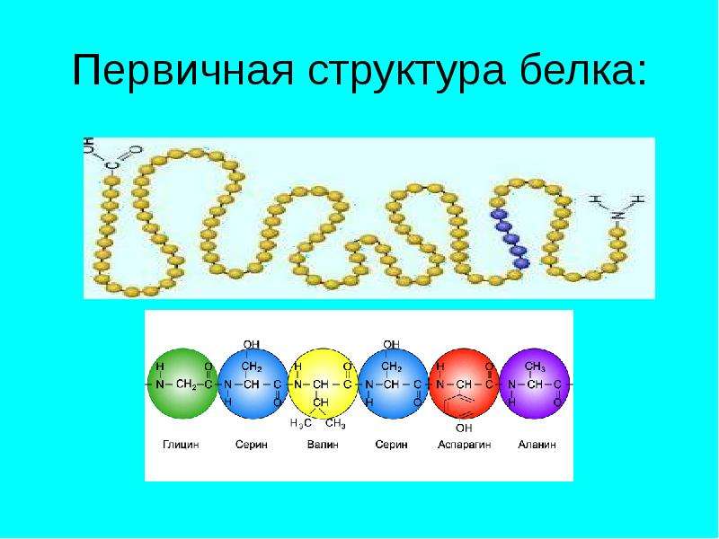 Первичная структура белка