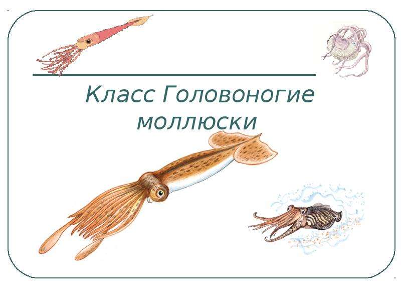 Презентация Скачать презентацию Класс Головоногие моллюски