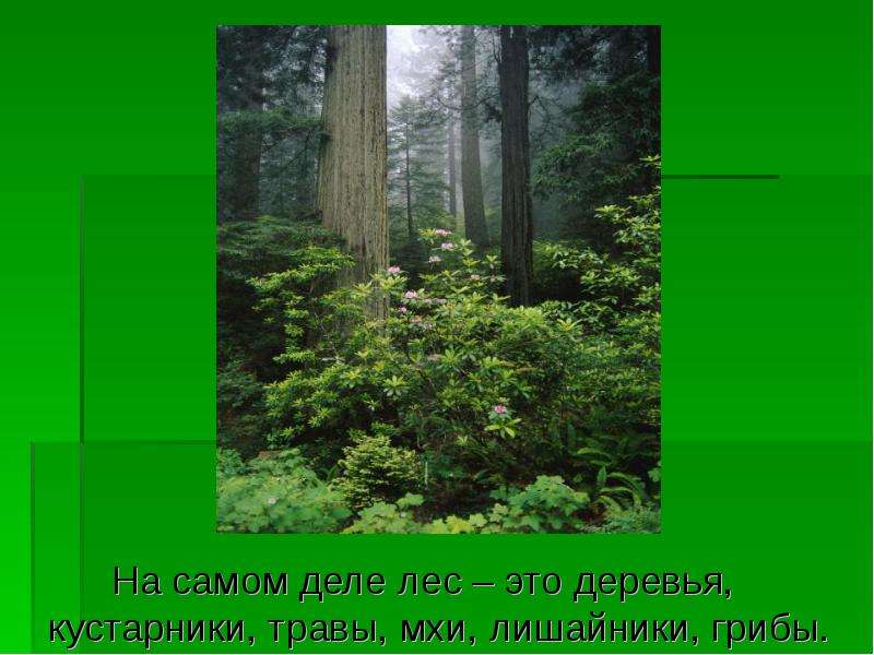 На самом деле лес это