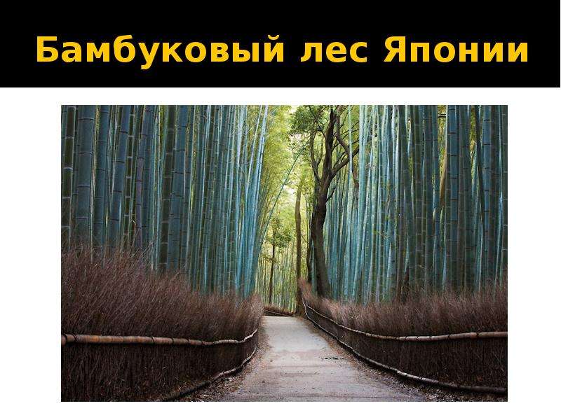 Бамбуковый лес Японии