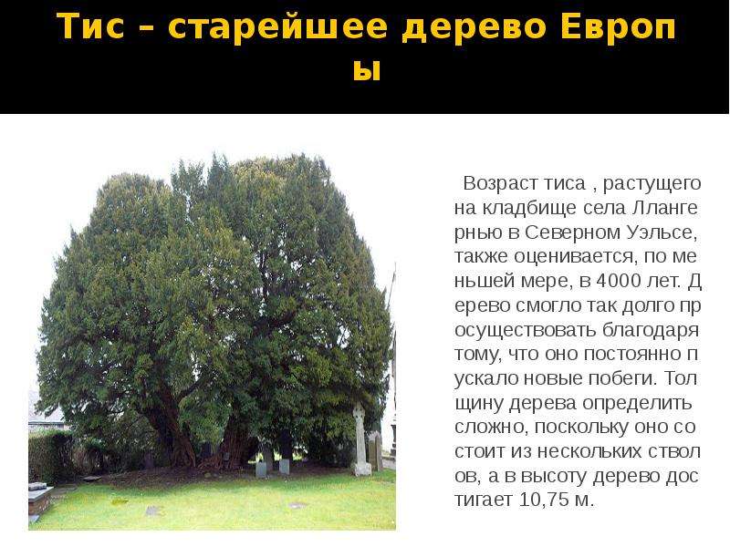 Тис старейшее дерево Европы
