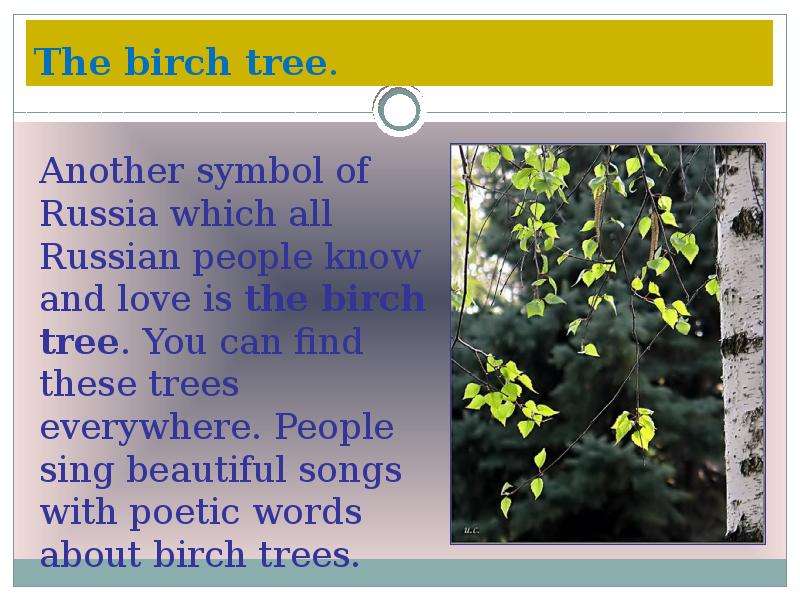The birch tree.
