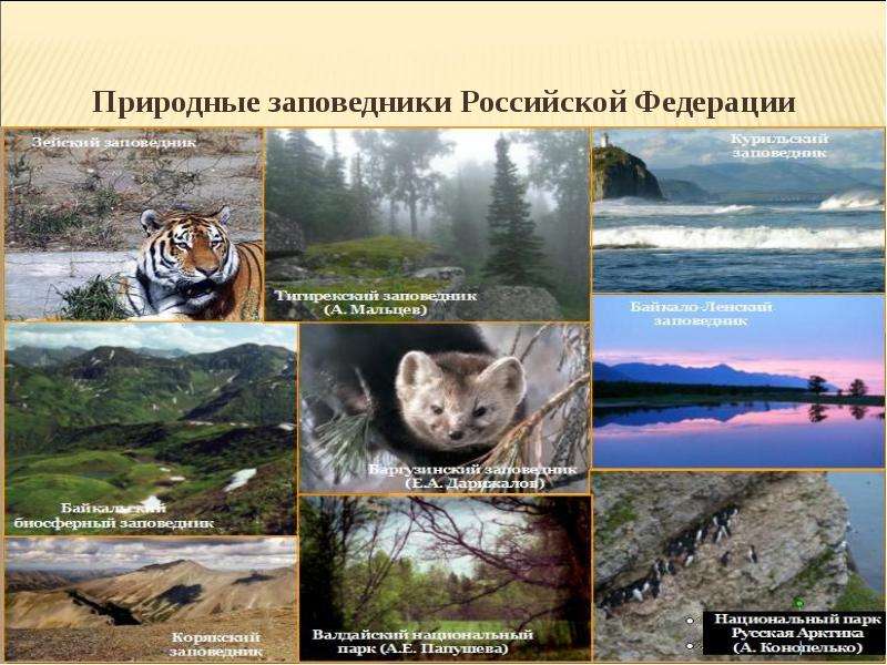 Презентация Природные заповедники Российской Федерации