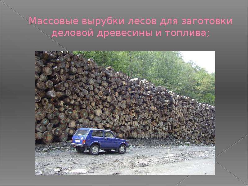 Массовые вырубки лесов для