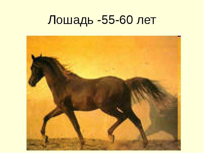 Лошадь - - лет