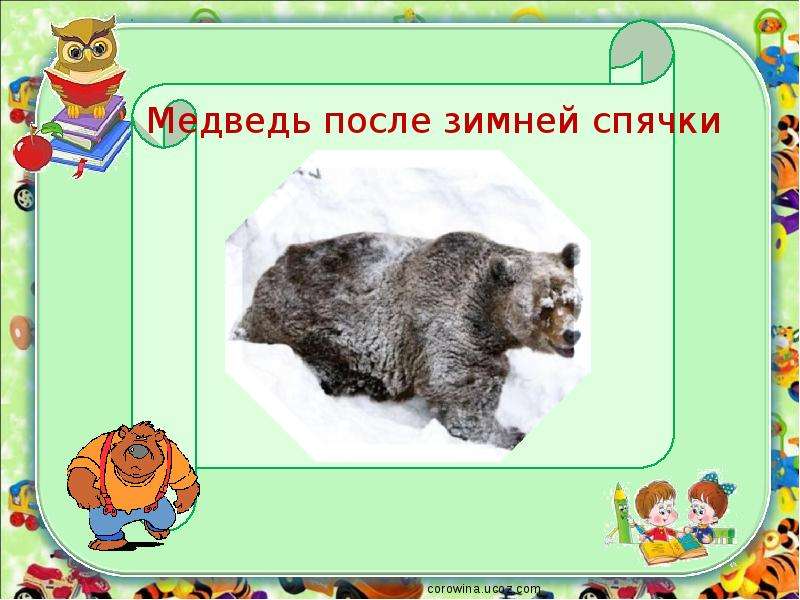 Медведь после зимней спячки
