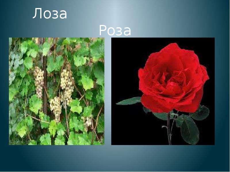 Лоза Роза