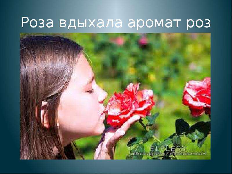 Роза вдыхала аромат роз