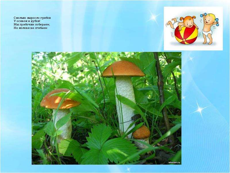 Сколько выросло грибов У