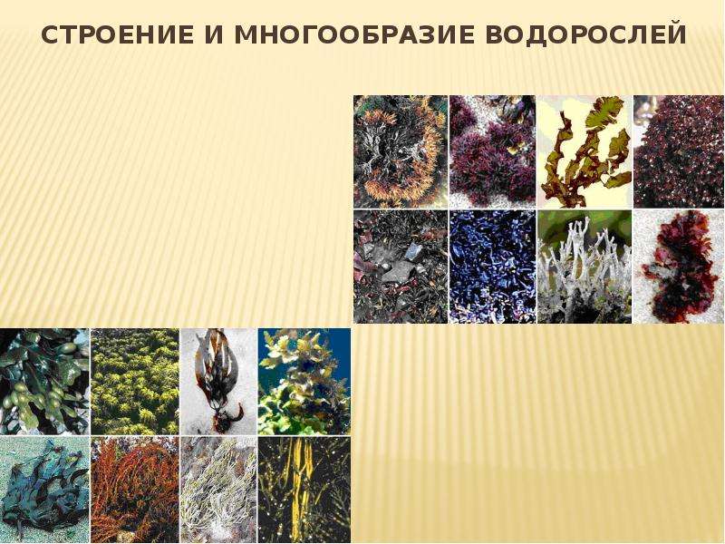Презентация Скачать презентацию Строение и многообразие водорослей (5 класс)