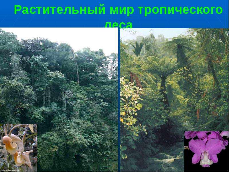 Растительный мир тропического