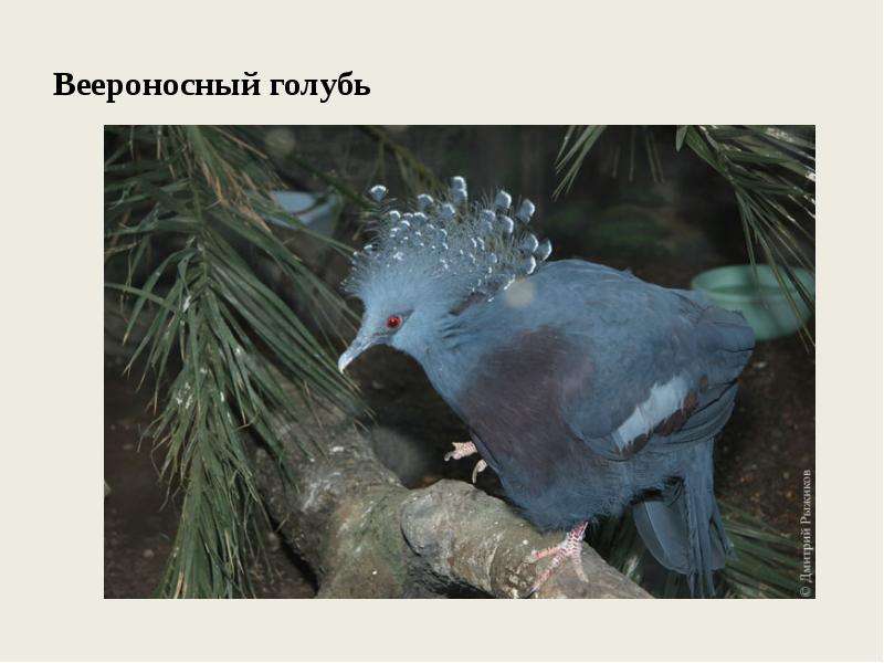 Веероносный голубь