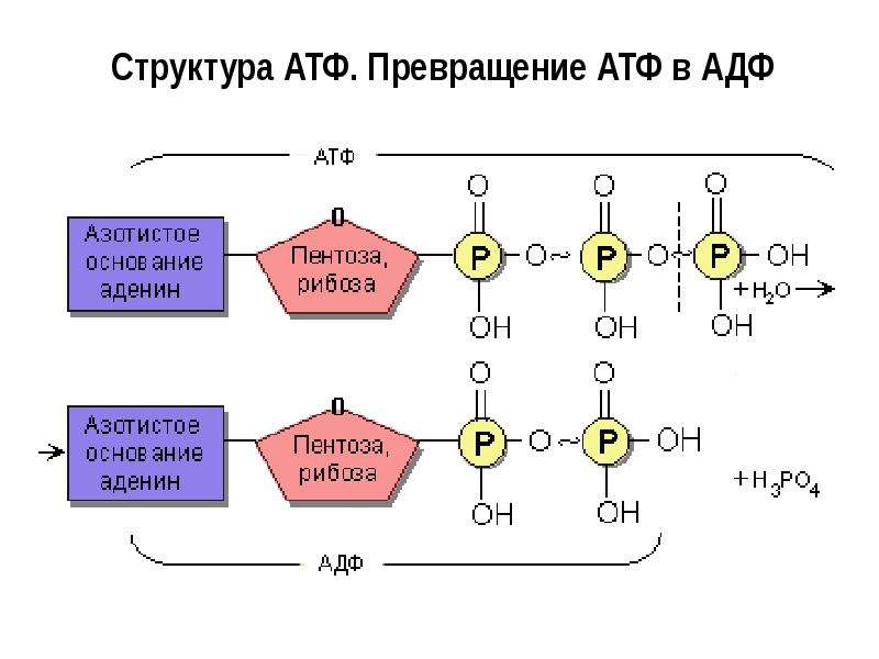 Структура АТФ. Превращение