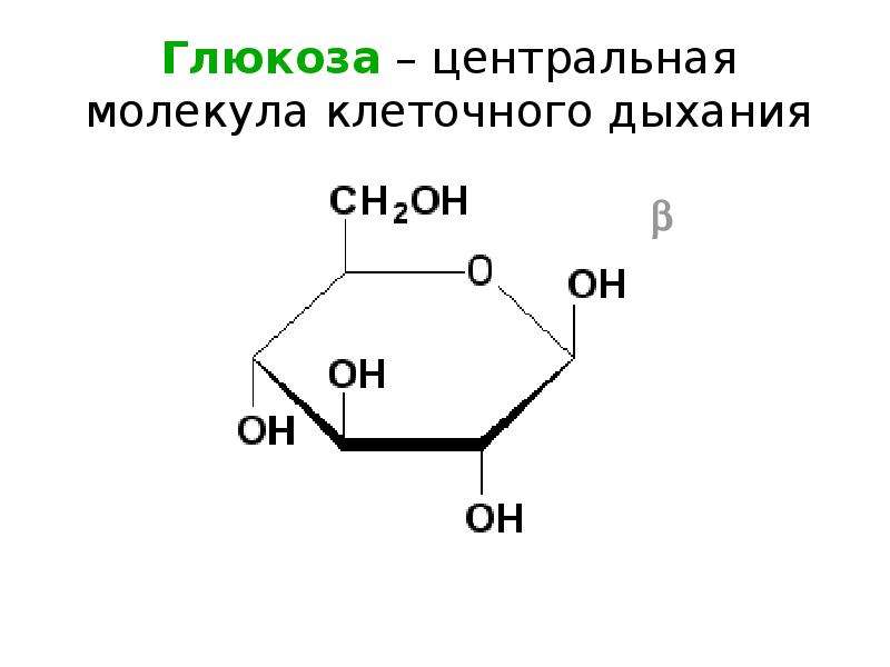 Глюкоза центральная молекула