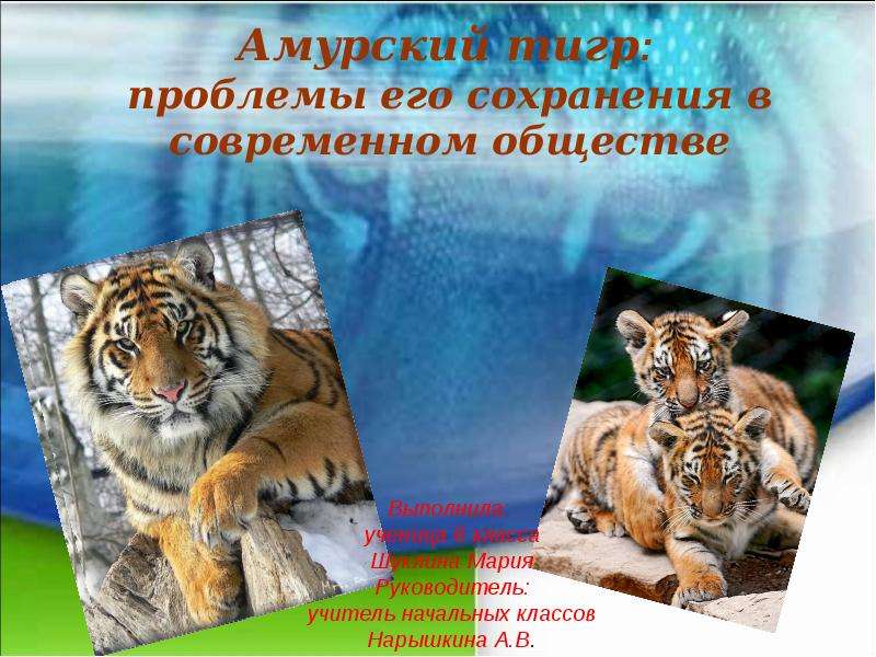 Презентация Амурский тигр: проблемы его сохранения в современном обществе