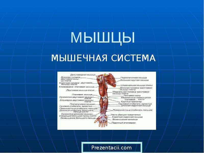 Презентация Строение и функции мышц