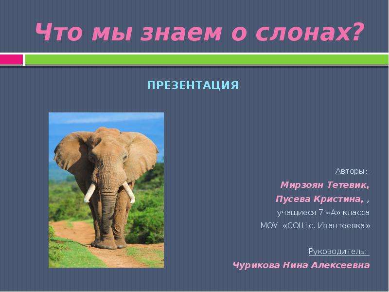 Презентация Что мы знаем о слонах?