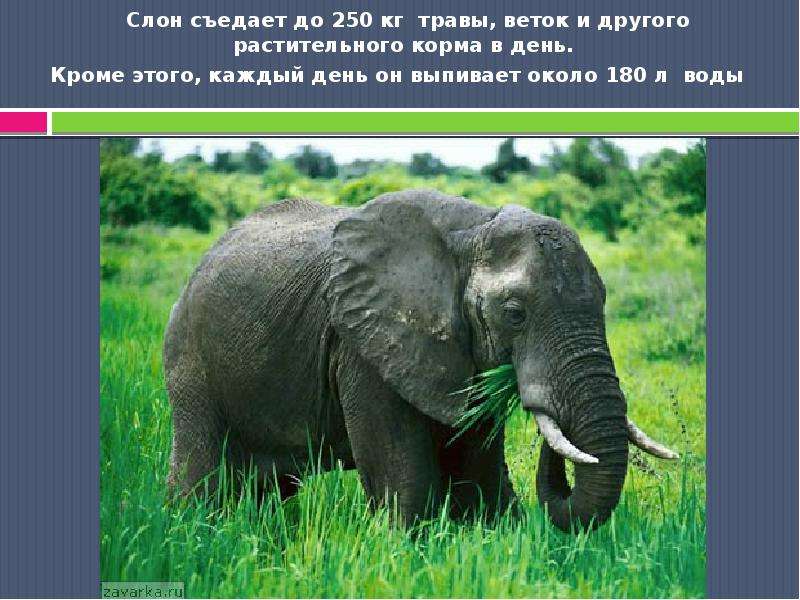 Слон съедает до кг травы,