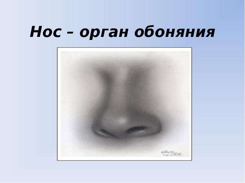 Нос орган обоняния