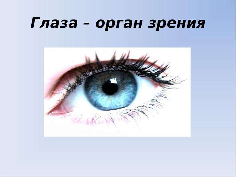 Глаза орган зрения