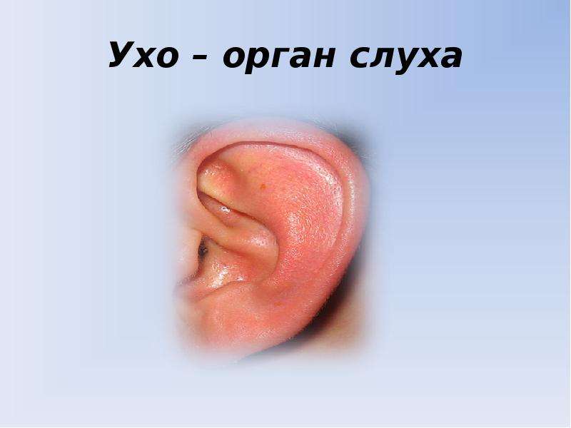 Ухо орган слуха