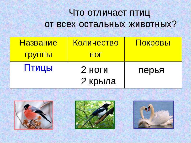 Что отличает птиц от всех