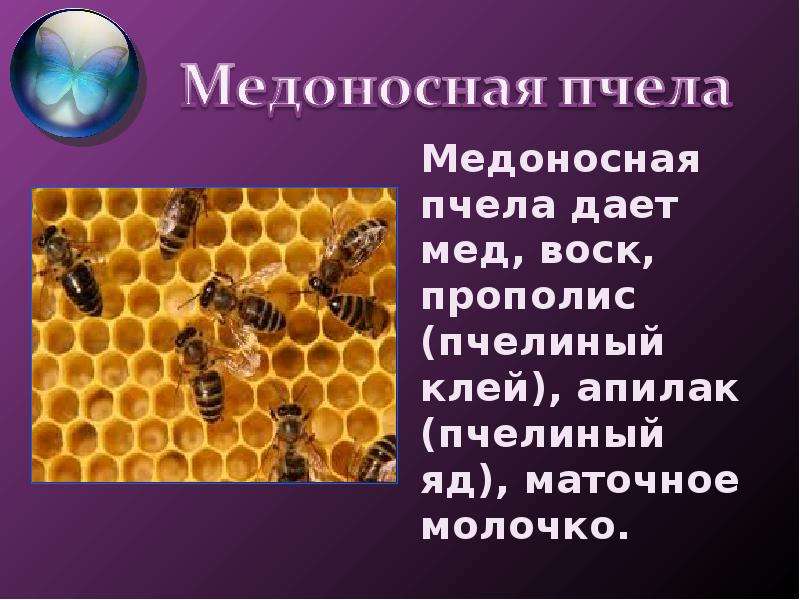 Медоносная пчела дает мед,