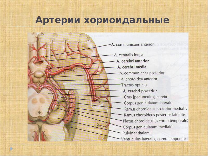 Артерии хориоидальные