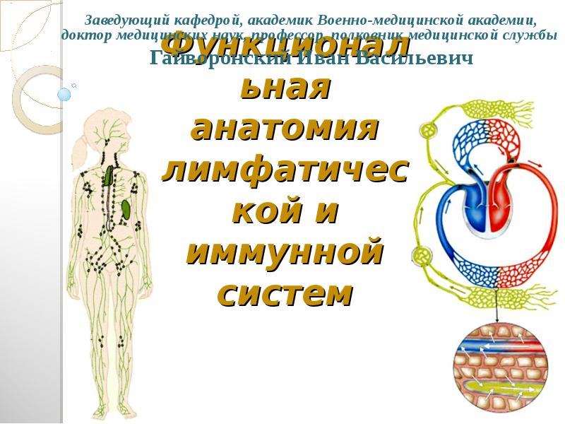Презентация Анатомо-физиологические особенности лимфатической и имунной систем