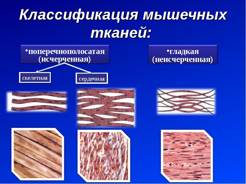 Классификация мышечных тканей